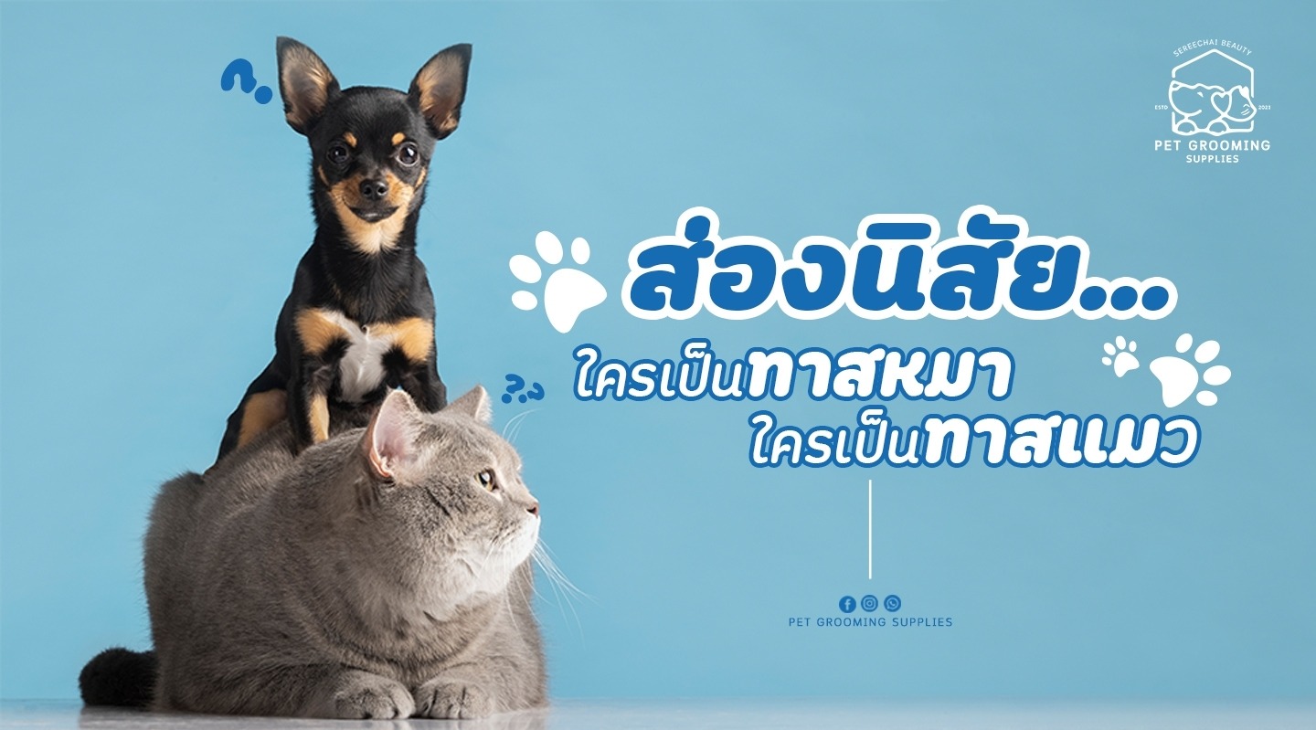 ส่องนิสัย...ใครเป็นทาสหมา-ใครเป็นทาสแมว